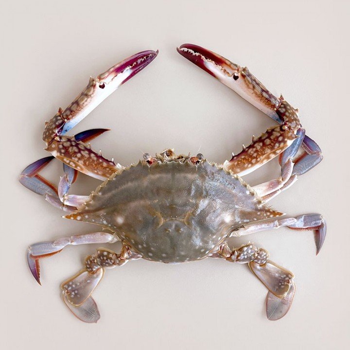 봉선장) 서해 원물냉동꽃게(중4마리)_ FROZEN CRAB(4P) 1KG